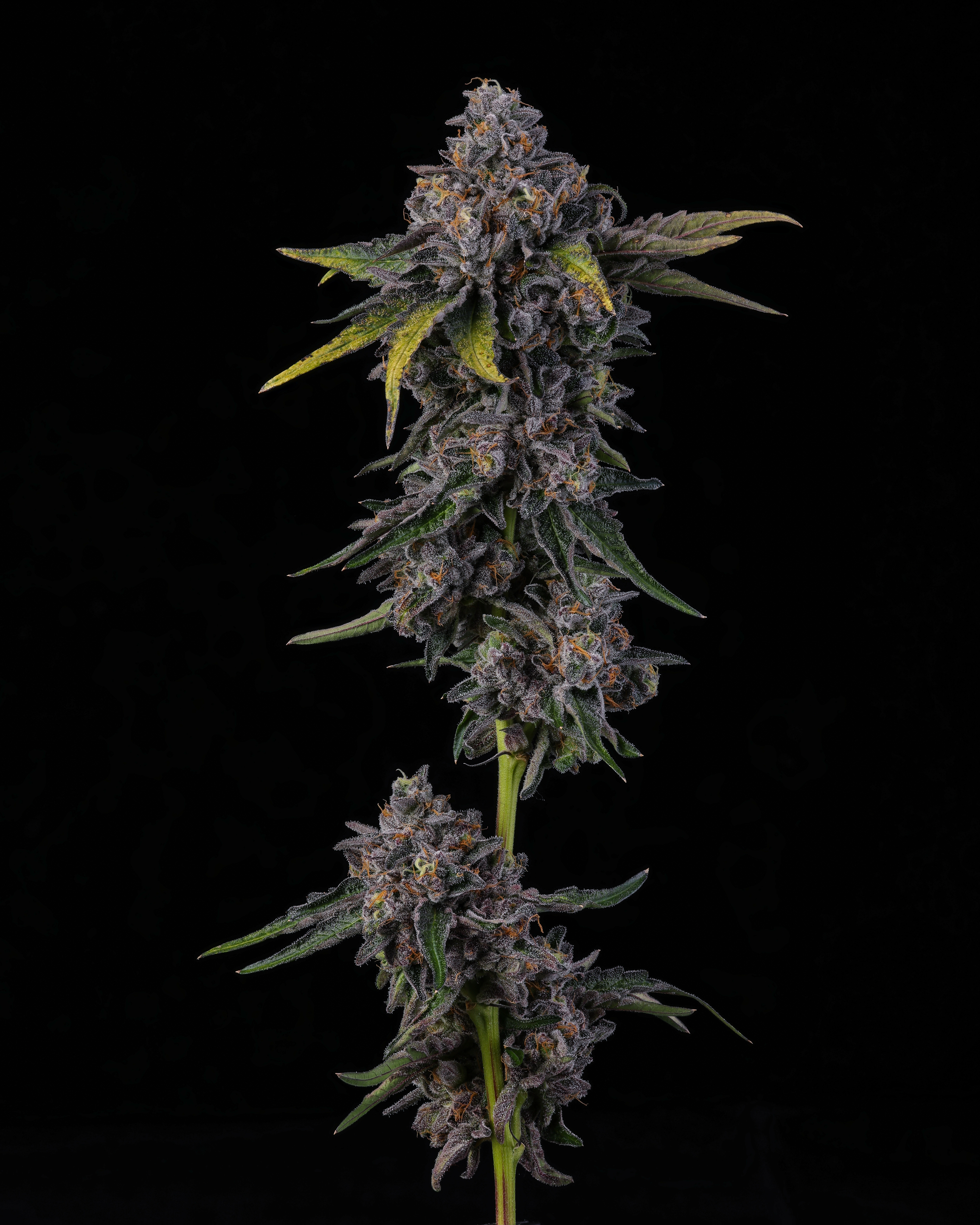 FLOWER-0581